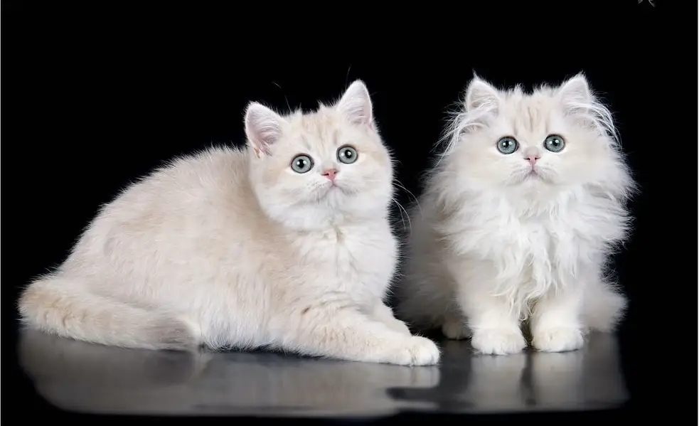 BRITISH CATS IMPORTED | SHORTHAIR LONGHAIR | TEDDY FACE — photo 2