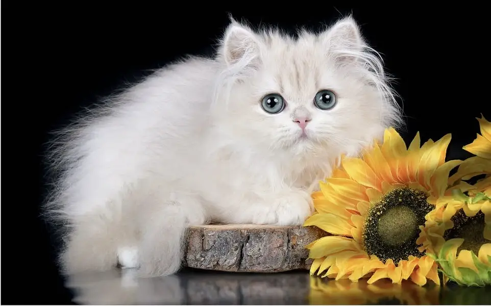 BRITISH CATS IMPORTED | SHORTHAIR LONGHAIR | TEDDY FACE — photo 3