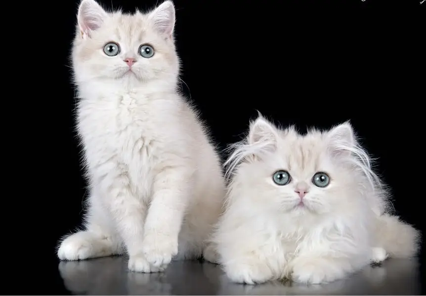 BRITISH CATS IMPORTED | SHORTHAIR LONGHAIR | TEDDY FACE — photo 5
