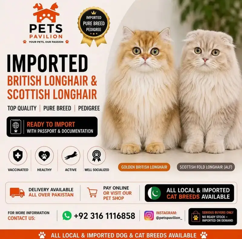 BRITISH CATS IMPORTED | SHORTHAIR LONGHAIR | TEDDY FACE — photo 6