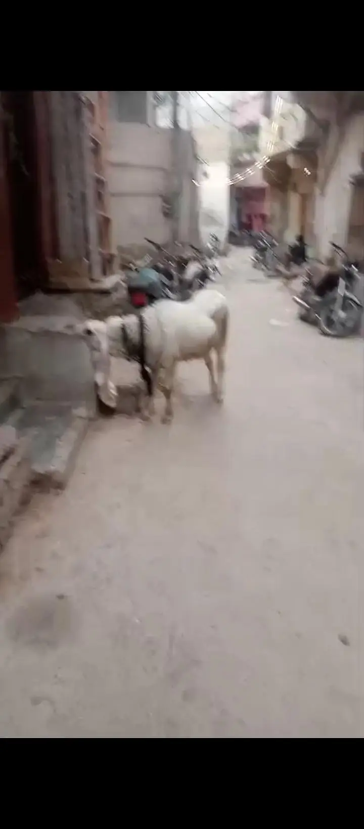 aghjkhf