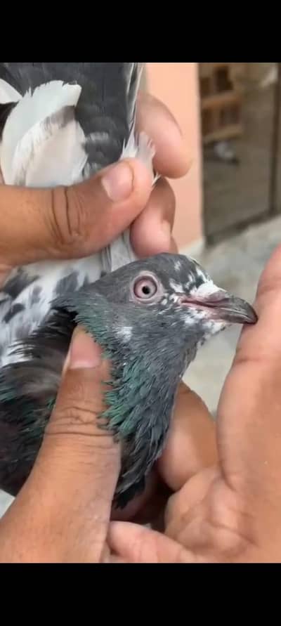 10 High flyer plus breeder pigeons for sale 0325-8531906 cl or whtsup.