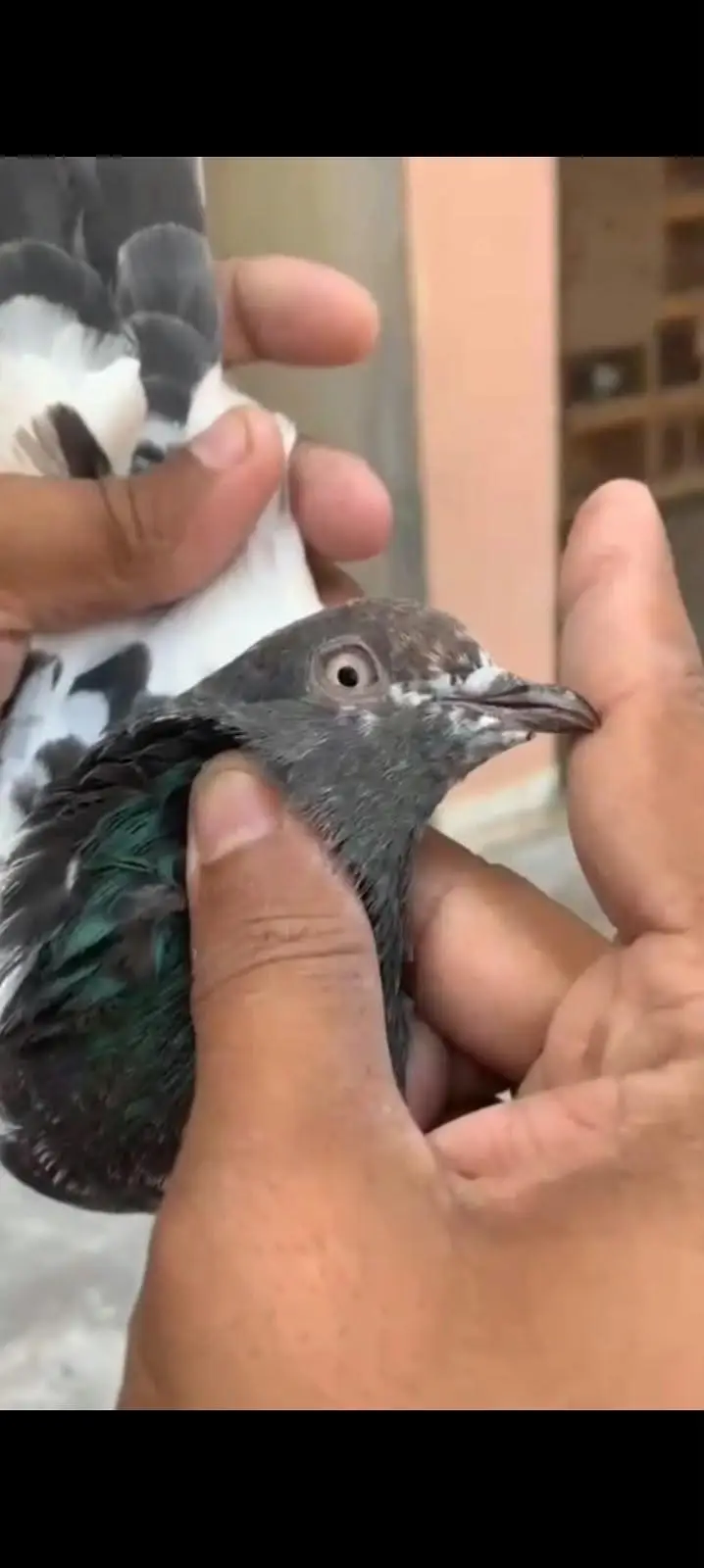 10 High flyer plus breeder pigeons for sale 0325-8531906 cl or whtsup. — photo 2