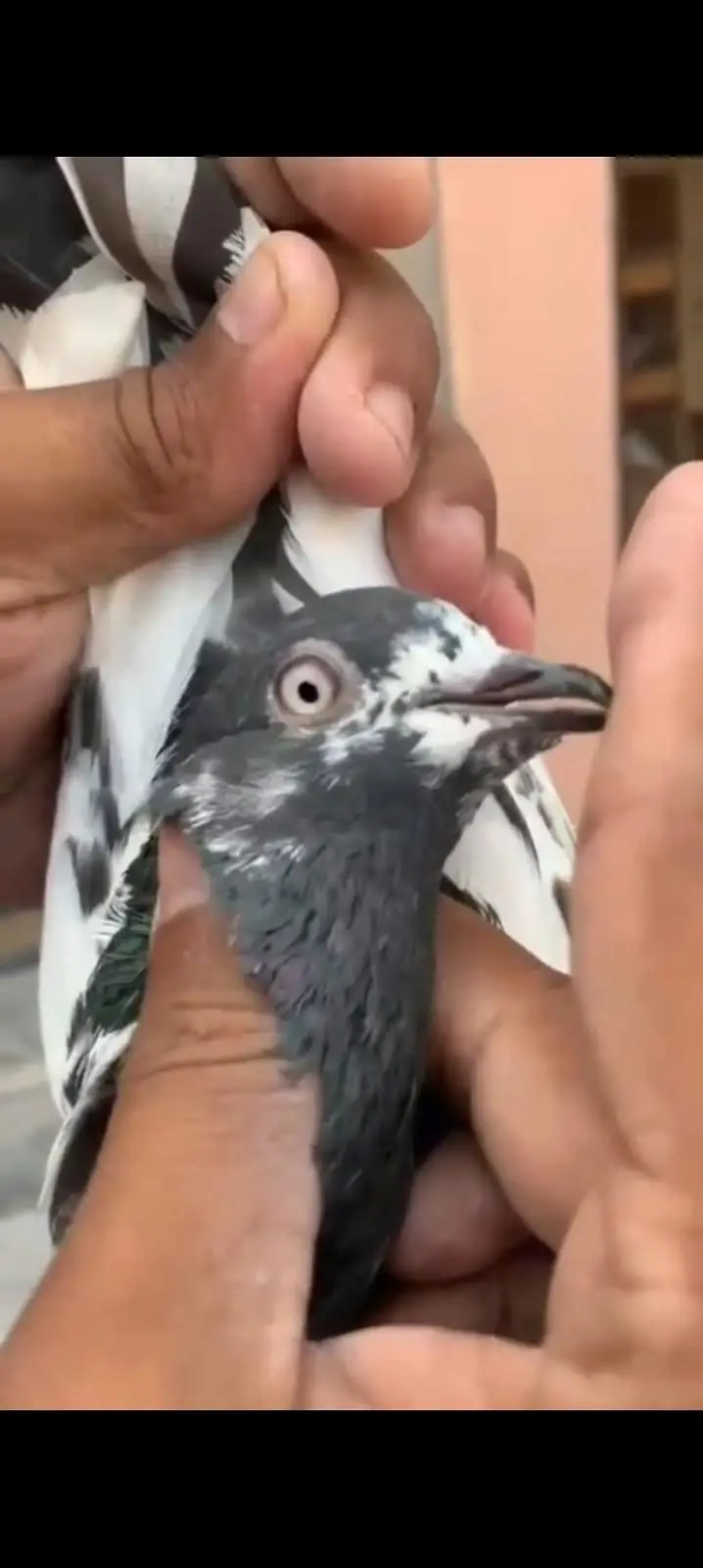 10 High flyer plus breeder pigeons for sale 0325-8531906 cl or whtsup. — photo 3