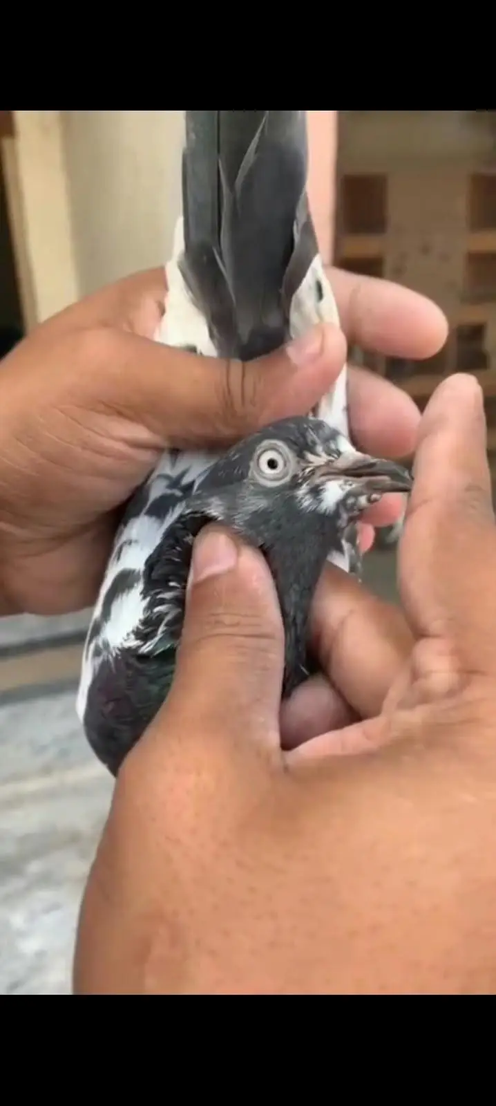 10 High flyer plus breeder pigeons for sale 0325-8531906 cl or whtsup. — photo 4