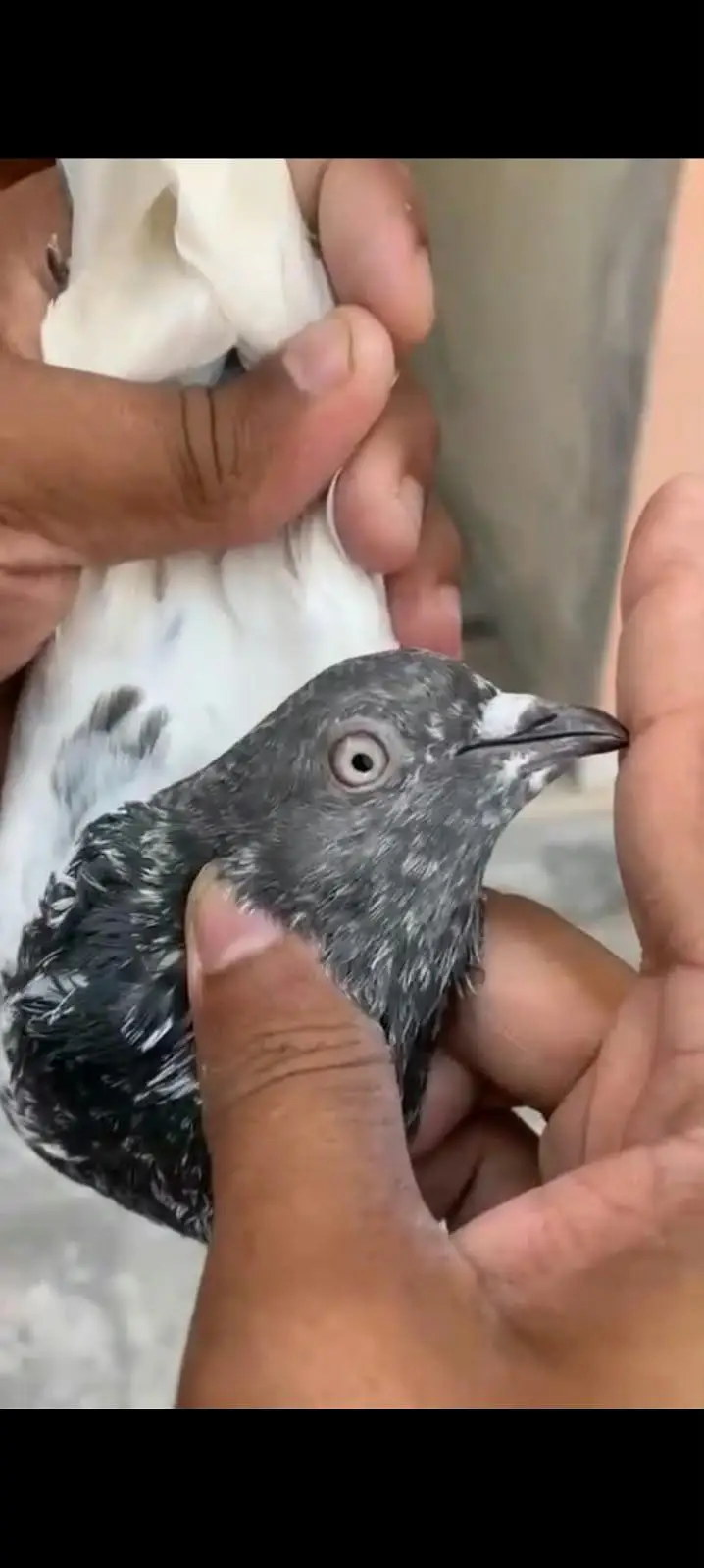 10 High flyer plus breeder pigeons for sale 0325-8531906 cl or whtsup. — photo 5