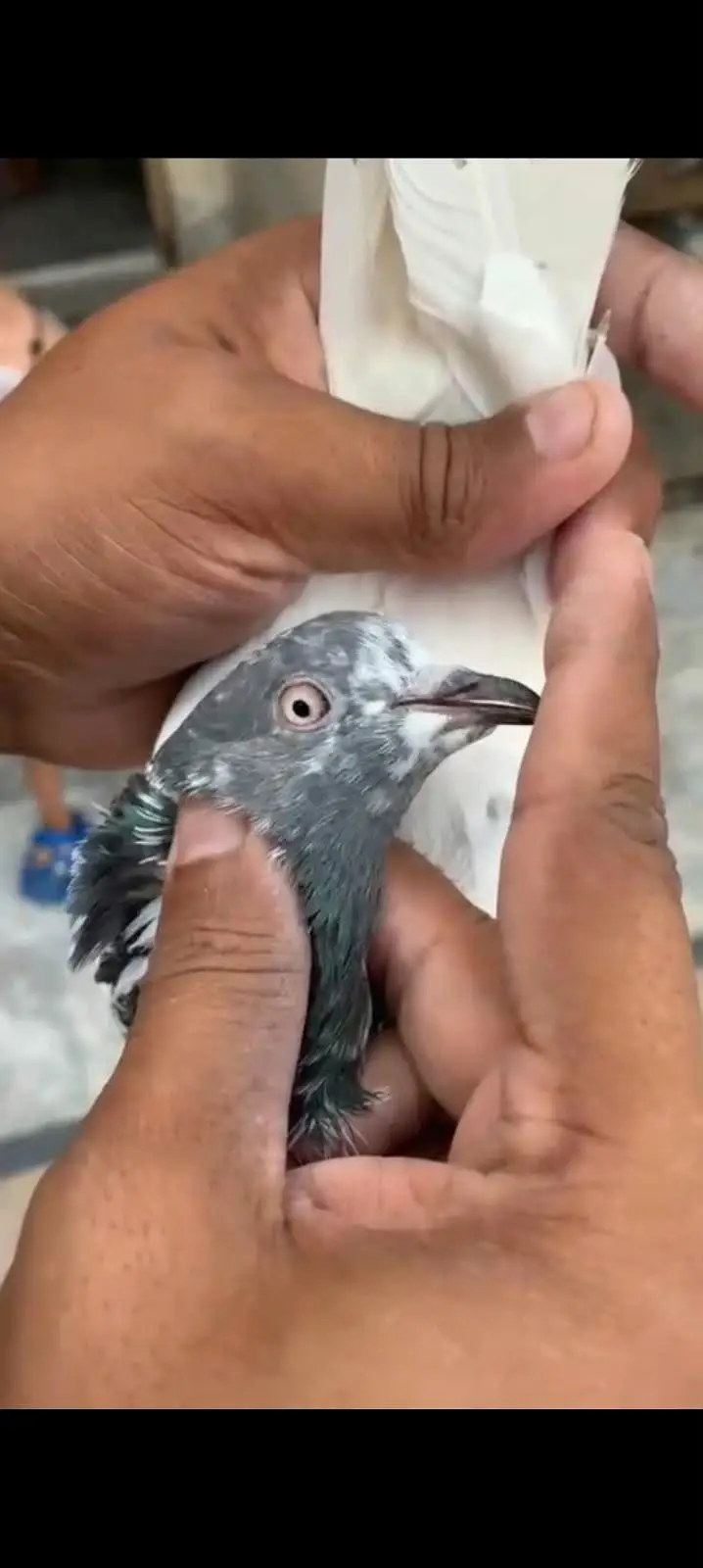 10 High flyer plus breeder pigeons for sale 0325-8531906 cl or whtsup. — photo 6