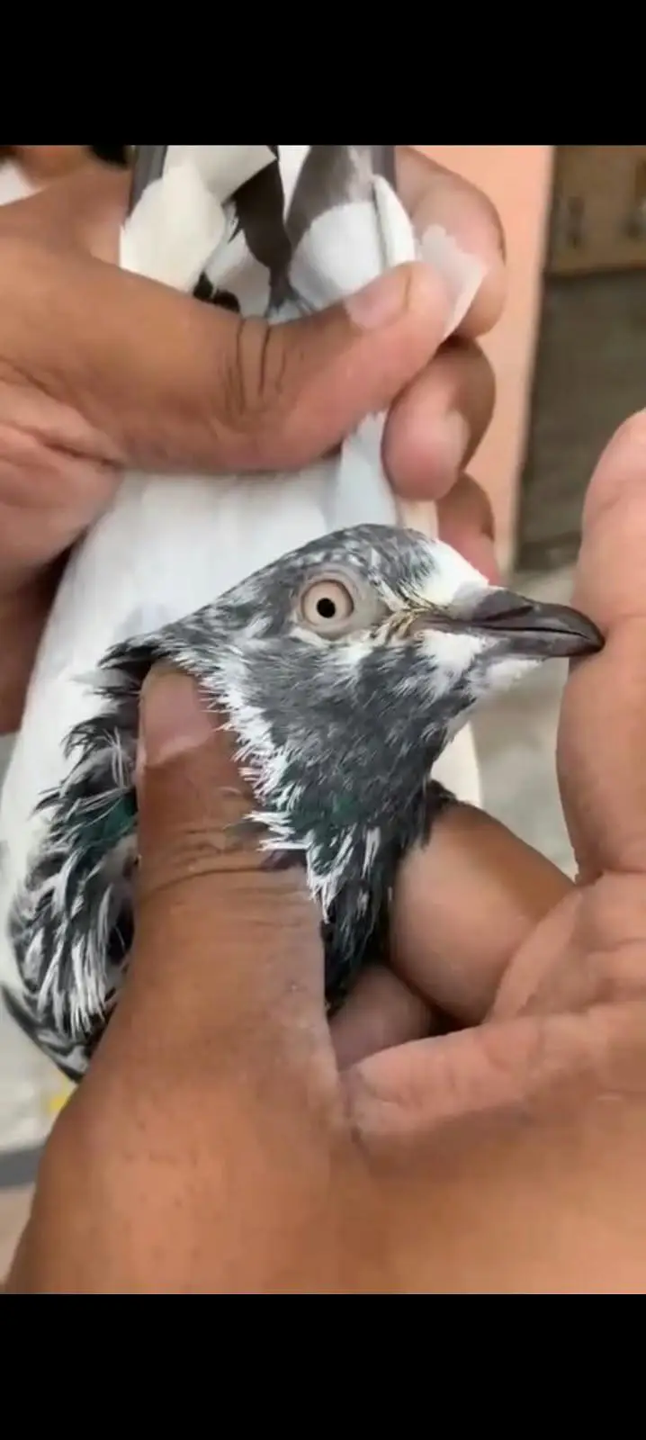 10 High flyer plus breeder pigeons for sale 0325-8531906 cl or whtsup. — photo 7