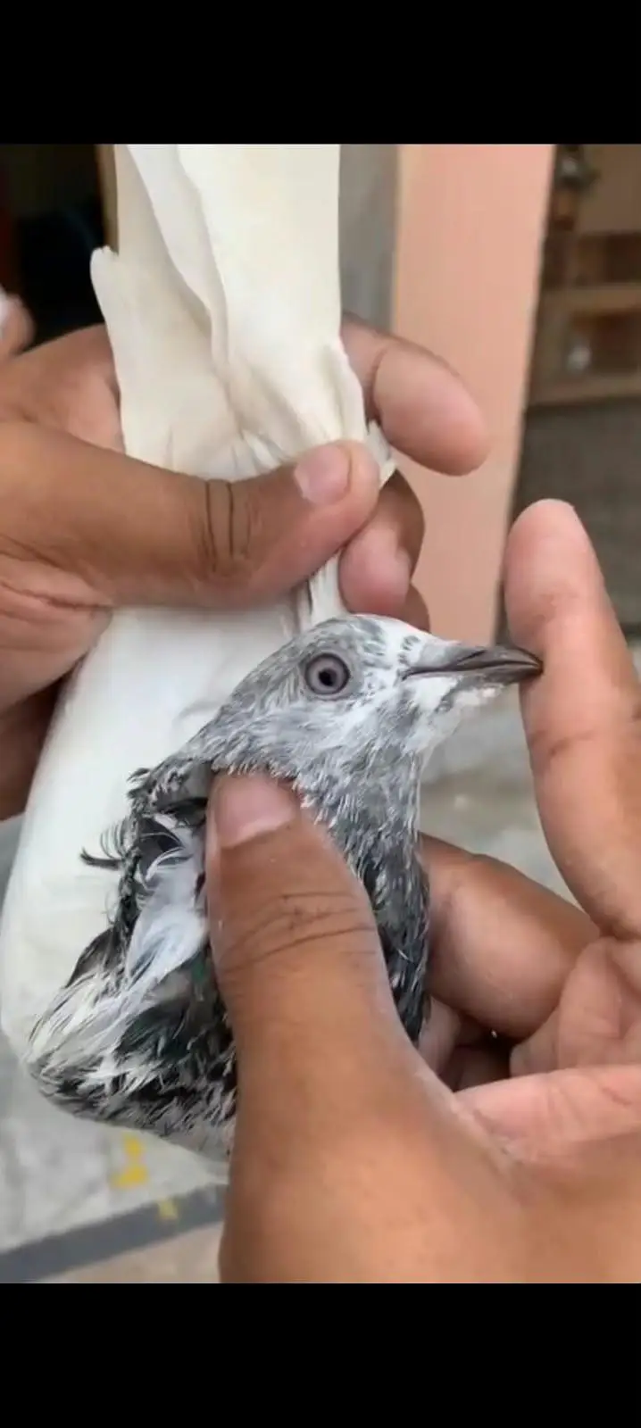 10 High flyer plus breeder pigeons for sale 0325-8531906 cl or whtsup. — photo 8