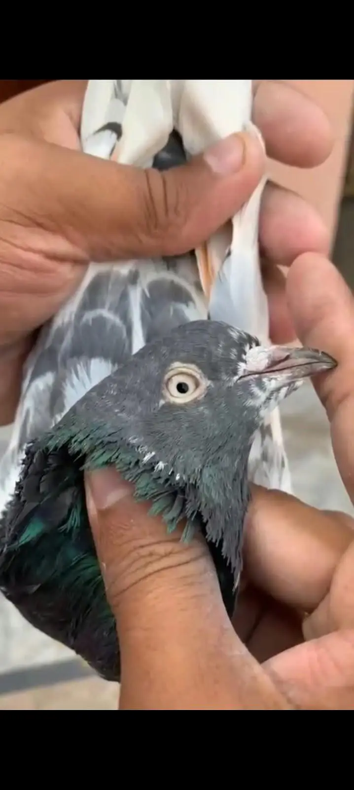 10 High flyer plus breeder pigeons for sale 0325-8531906 cl or whtsup. — photo 9