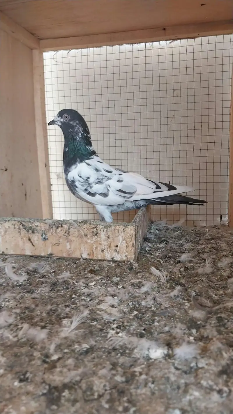 10 High flyer plus breeder pigeons for sale 0325-8531906 cl or whtsup. — photo 10
