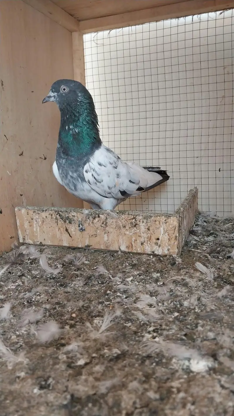 10 High flyer plus breeder pigeons for sale 0325-8531906 cl or whtsup. — photo 11