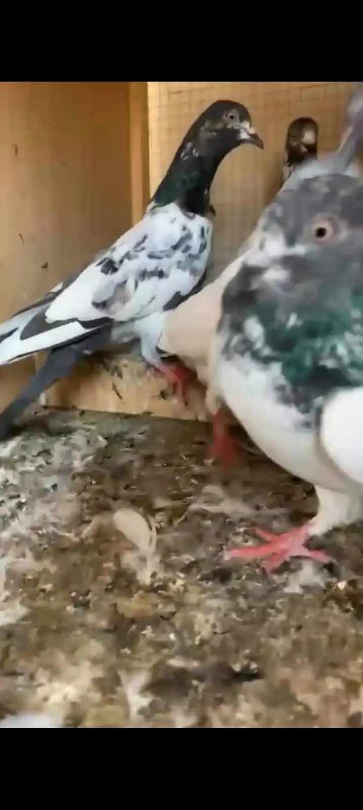 10 High flyer plus breeder pigeons for sale 0325-8531906 cl or whtsup. — photo 12