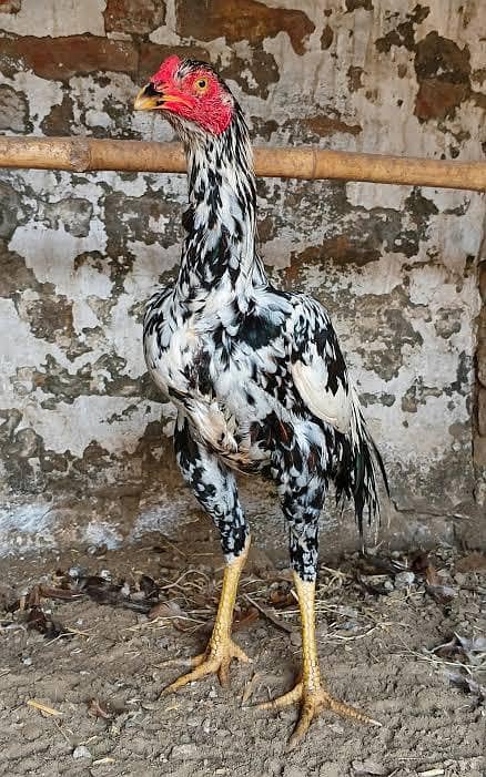 Aseel chicks 3