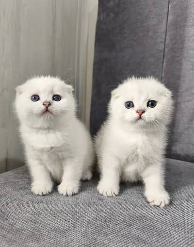 SCOTTISH FOLD IMPORTED KITTENS