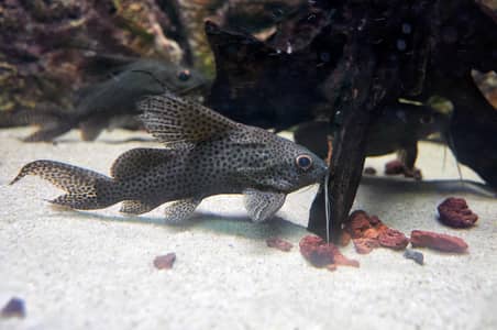 upside down catfish 3 piece