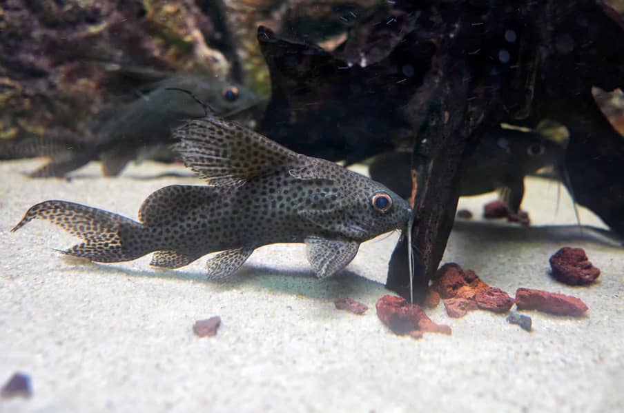 upside down catfish 3 piece 0