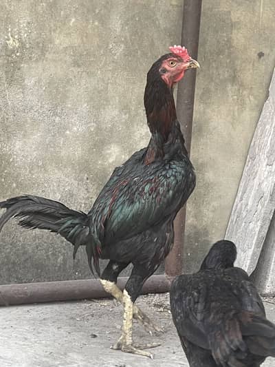 Aseel burmii pair pakoye male thai