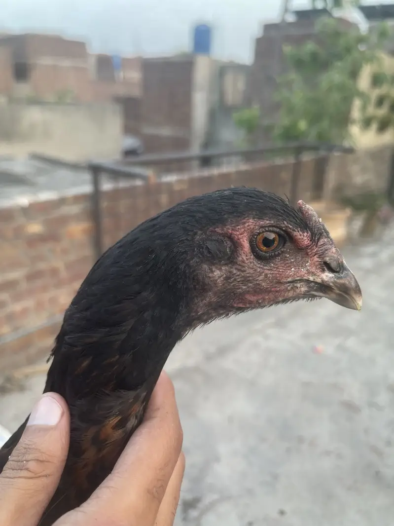Aseel burmii pair pakoye male thai — photo 2