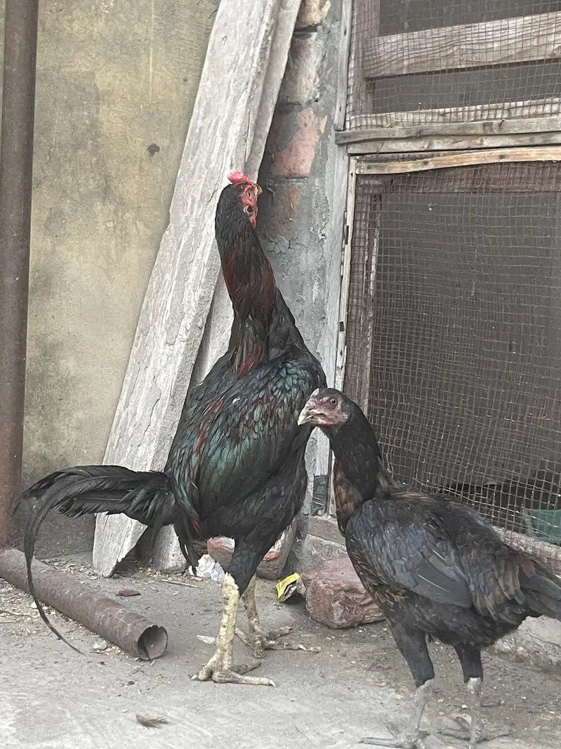 Aseel burmii pair pakoye male thai — photo 3
