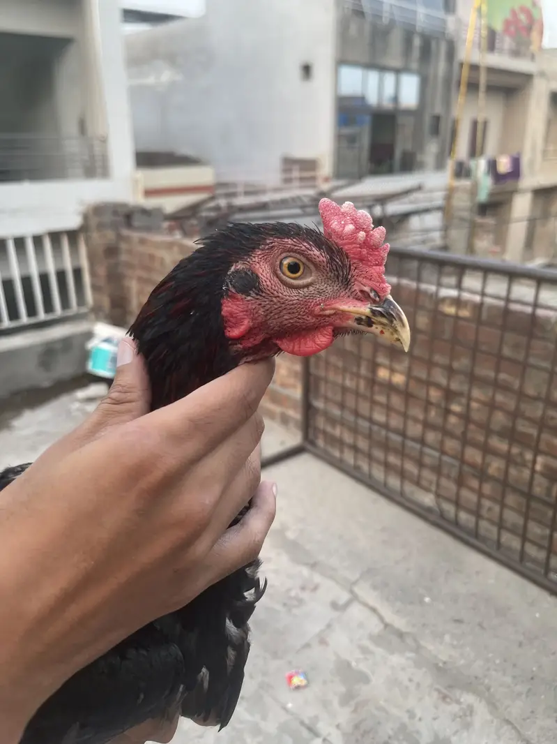 Aseel burmii pair pakoye male thai — photo 4
