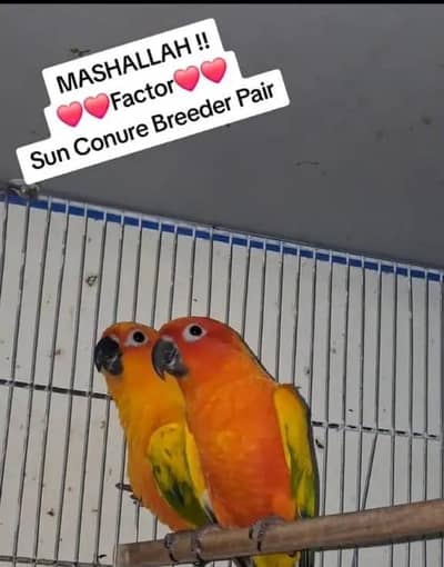 Sun Conure Pair 0317-2151409