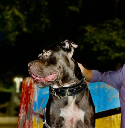 Top quality pitbull female  / best for security+ family friendly