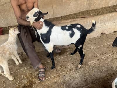Tedda abluc sheera print gulabj