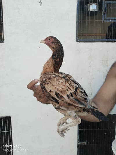 Home Breed Patha and pathiyan