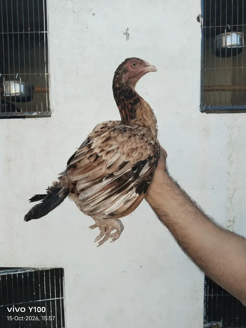 Home Breed Patha and pathiyan — photo 2