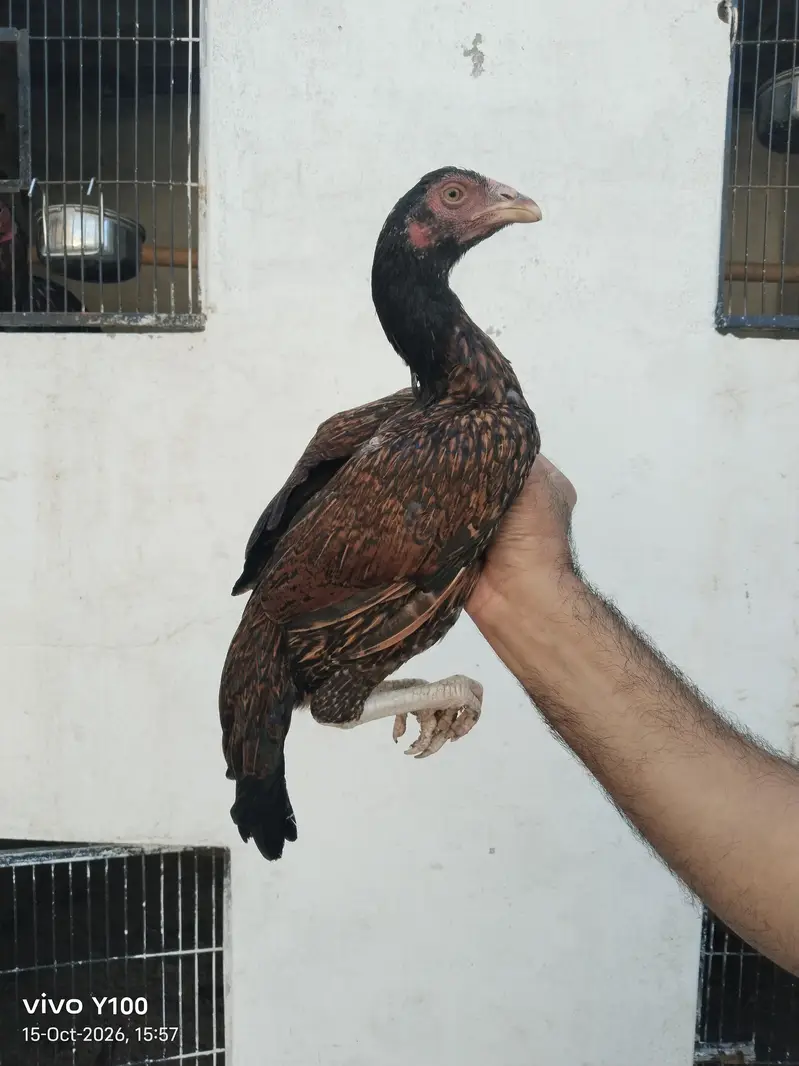 Home Breed Patha and pathiyan — photo 3