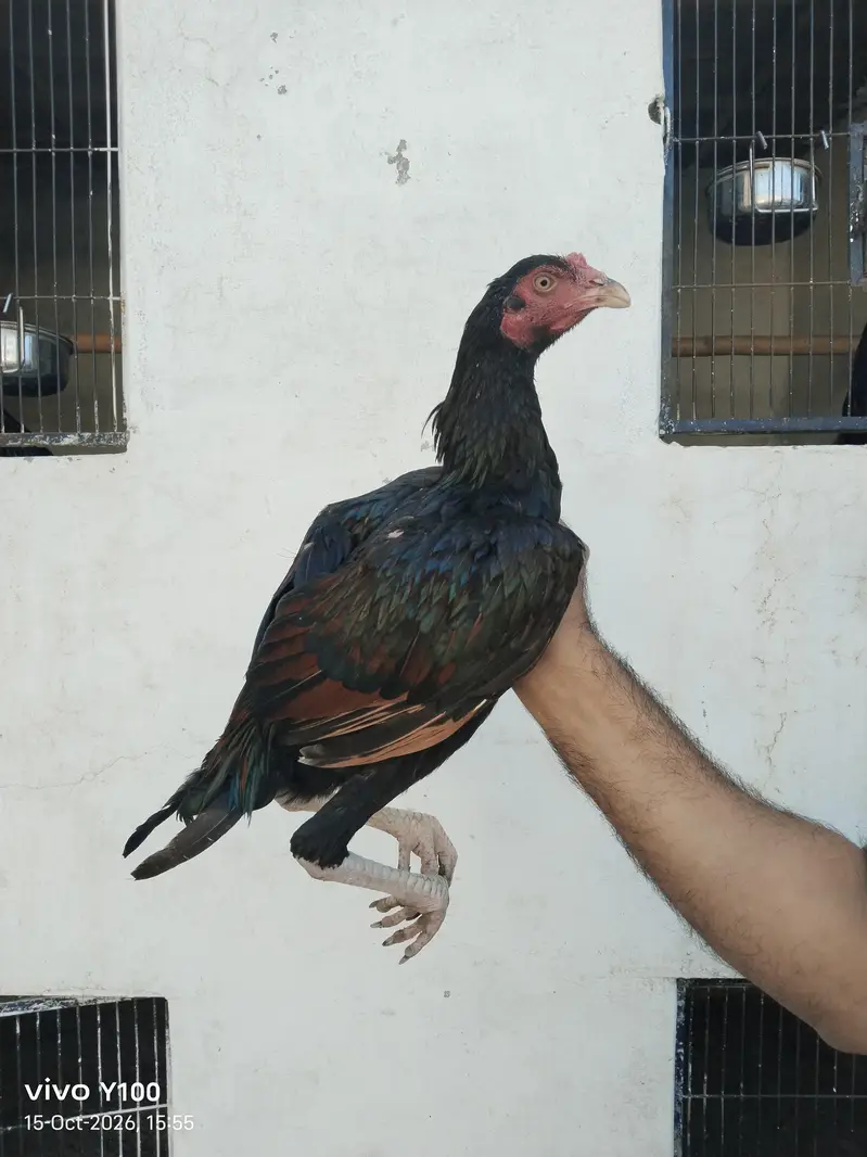 Home Breed Patha and pathiyan — photo 4