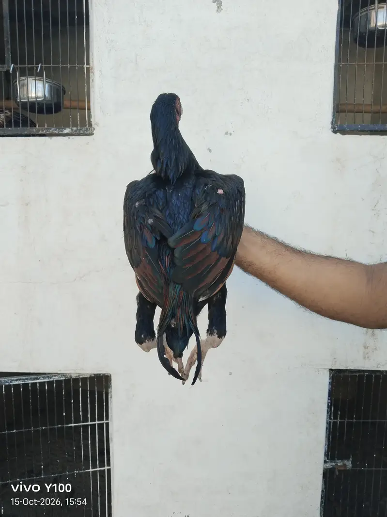 Home Breed Patha and pathiyan — photo 5