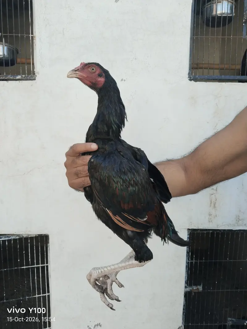 Home Breed Patha and pathiyan — photo 6