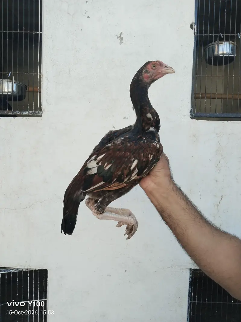 Home Breed Patha and pathiyan — photo 7