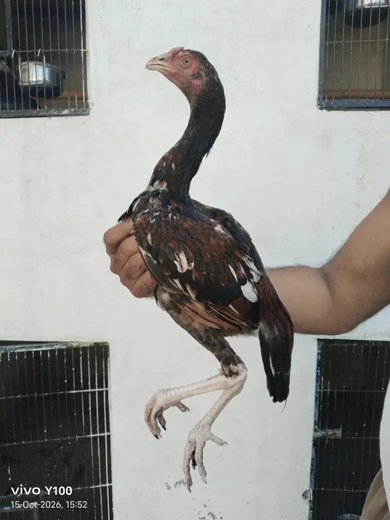 Home Breed Patha and pathiyan — photo 8