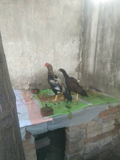 Aseel pair for sale