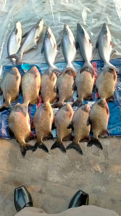 ZINDA Pangasius & Pacu Fish For Sale - Farm Fresh!