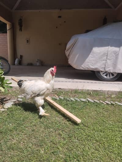 white buff × light Sussex|male|heavy &active|03409062402|