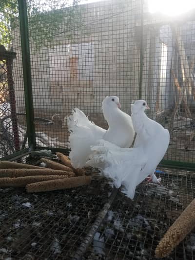 English fantail pair for sale
