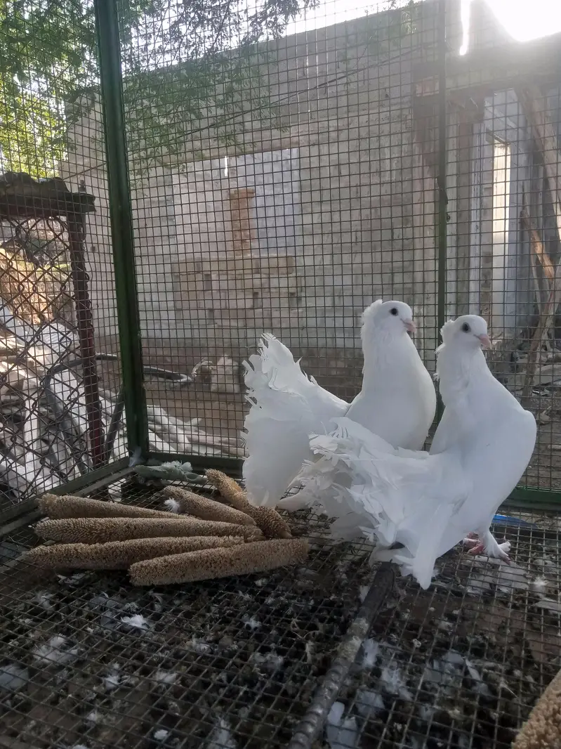 English fantail pair for sale — photo 2