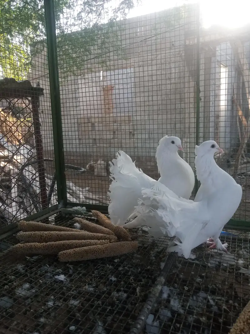 English fantail pair for sale — photo 3