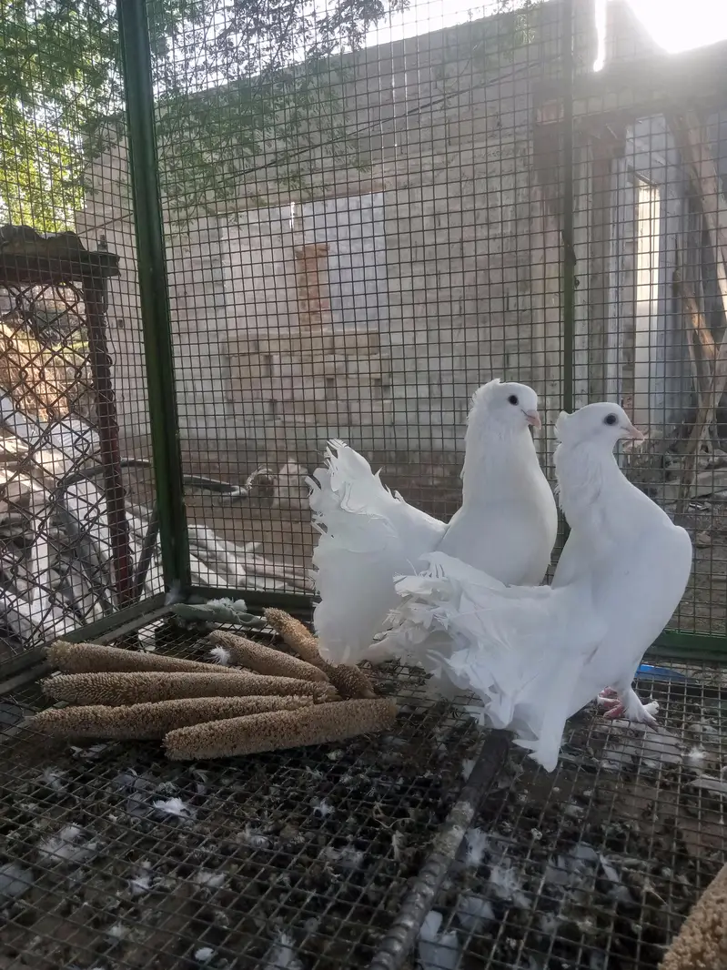 English fantail pair for sale — photo 4