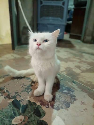 adult cat