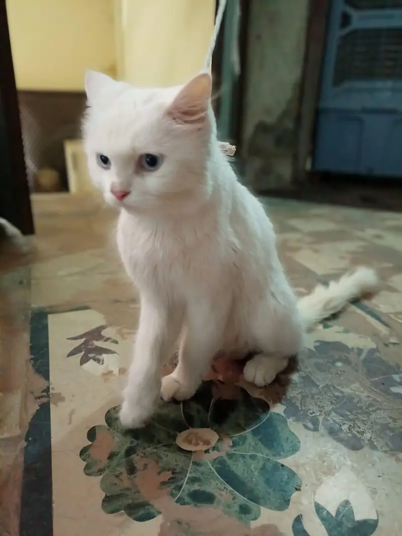 adult cat — photo 2