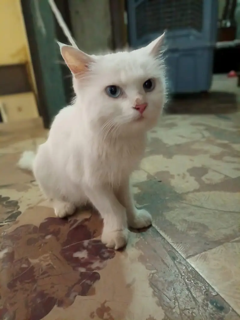 adult cat — photo 3