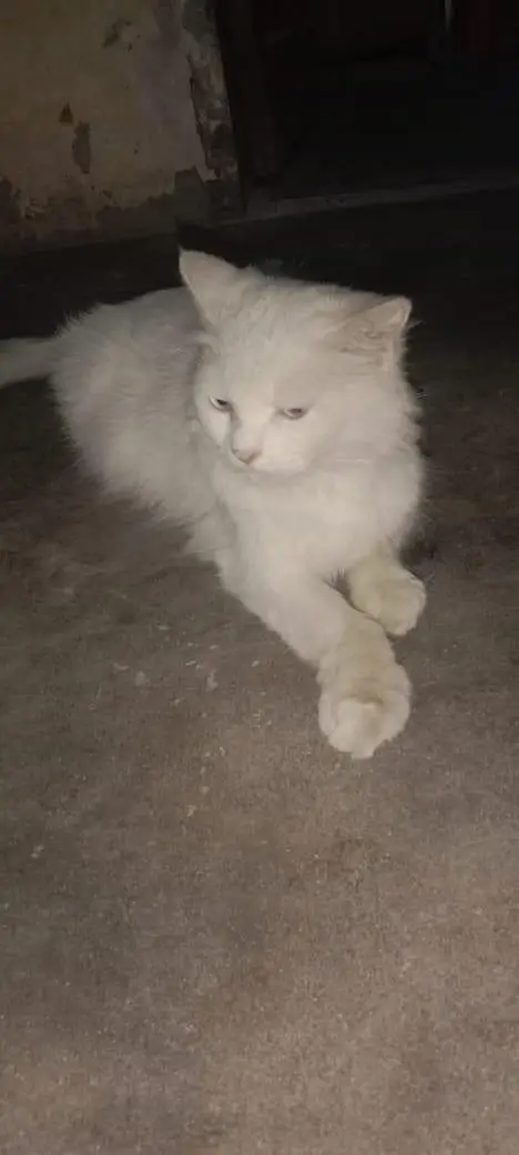 adult cat — photo 4