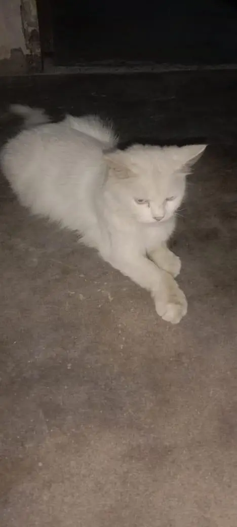 adult cat — photo 5