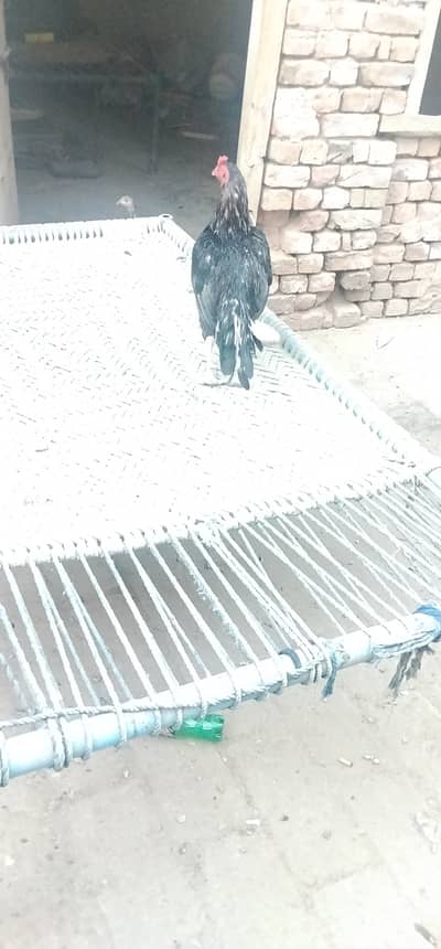 Aseel Beautiful Cock