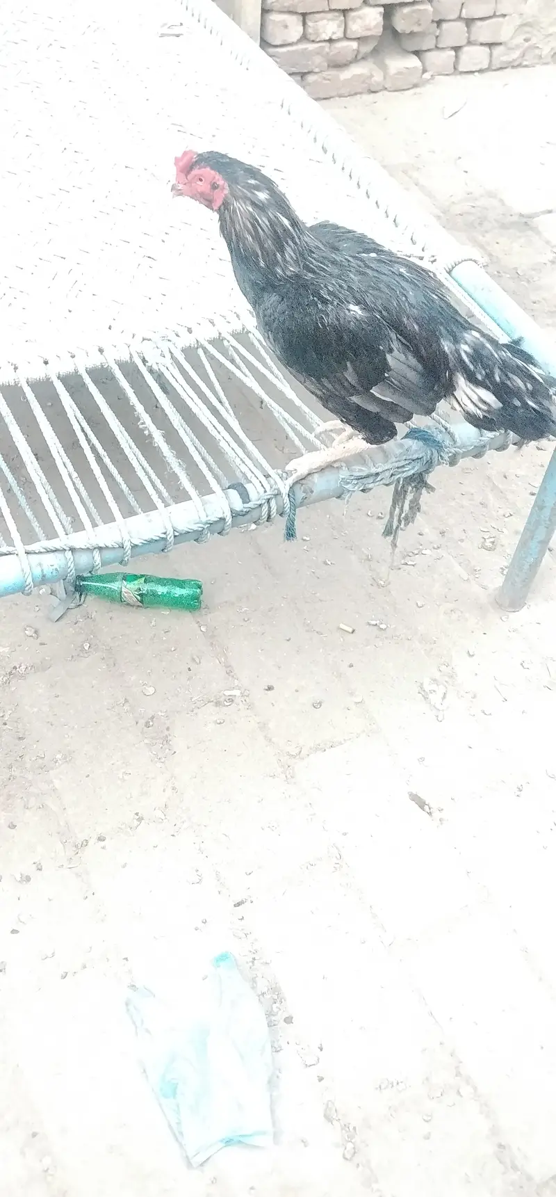 Aseel Beautiful Cock — photo 2